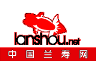 中国兰寿网(中国兰寿金鱼网)
